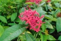 Beautiful image of bouqeut of chinese ixora flowering plant in indian garden Royalty Free Stock Photo