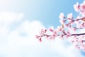 Beautiful image of branches of pink cherry blossoms and fluttering butterflies against a blue sky with clouds on bright sunny day.