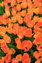 Beautiful image of bright and colorful peach-tone tulips