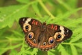 Beautiful image of a buckeye butterfly Royalty Free Stock Photo