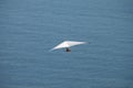 image captured in a moment of freedom when the person opens his arms in a hang gliding flight over the sea