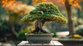 Tranquil Bonsai in Decorative Pot - Japanese Zen Garden Decor Royalty Free Stock Photo