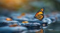 Zen Garden Butterfly Resting on Spa Stones