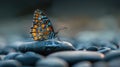 Zen Garden Butterfly Resting on Spa Stones