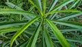 Beautiful image of cascabela thevetia plant leaf india