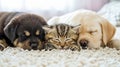 Beautiful image of a cat and dog peacefully sleeping together on a fluffy white carpet Royalty Free Stock Photo