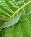 Beautiful image of chinese grasshopper in a green leaf india