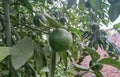 Beautiful image of citrus limon plants india Royalty Free Stock Photo