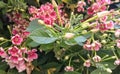 Beautiful image of combretum indicum flowering plants india