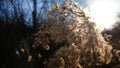 Beautiful image of a common reed detail against the sunlight. Royalty Free Stock Photo