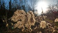 Beautiful image of a common reed detail against the sunlight. Royalty Free Stock Photo