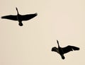 Background with a couple of Canada geese flying Royalty Free Stock Photo