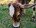 Beautiful image of cow calf head india Royalty Free Stock Photo