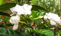 Beautiful image of crepe Jasmine flowering plant india
