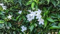 Beautiful image of crepe Jasmine flowering plants india