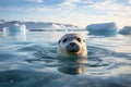 Beautiful image of a cute little white seal, pusa, in its natural habitat in the arctic ocean