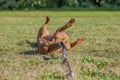 Beautiful image of a dachshund lying down playing with his leash