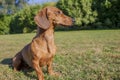 Beautiful image of a dachshund sitting on the grass