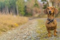 Image of a dachshund standing on a stone path looking very attentive in the forest