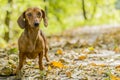 Beautiful image of a dachshund walking in the forest on a sunny autumn day