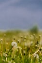 Beautiful image of a dandelion flower on a green meadow Royalty Free Stock Photo