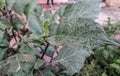 Beautiful image of datura plant leaves in a garden india Royalty Free Stock Photo