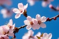 Pink cherry blossoms in full bloom against a clear blue sky. Isolated on a blue background Royalty Free Stock Photo