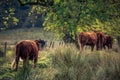 A herd of cattle in the Scottish highlands Royalty Free Stock Photo