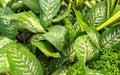 Beautiful image of dieffenbachia seguine plants india Royalty Free Stock Photo