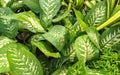 Beautiful image of dieffenbachia seguine plants india