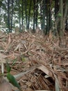 A beautiful image of dry bamboo leaves.