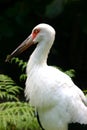 image of egret with white plumes and black beak in wild tropical scenery