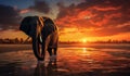 Beautiful image of elephant in the sunset on the beach. AI generated