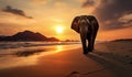 Beautiful image of elephant in the sunset on the beach. AI generated