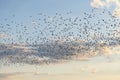 Beautiful image of an exultation of skylarks against a colorful ibrant Summer sunset sky