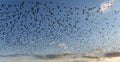 Beautiful image of an exultation of skylarks against a colorful ibrant Summer sunset sky