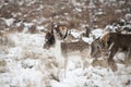 Beautiful image of Fallow Deer and red deer in snow Winter lands Royalty Free Stock Photo