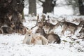 Beautiful image of Fallow Deer in snow Winter landscape Royalty Free Stock Photo