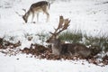 Beautiful image of Fallow Deer in snow Winter landscape Royalty Free Stock Photo