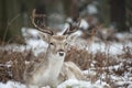 Beautiful image of Fallow Deer in snow Winter landscape Royalty Free Stock Photo