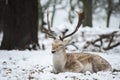 Beautiful image of Fallow Deer in snow Winter landscape Royalty Free Stock Photo