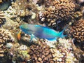 image of fish with shades of blue in coral reef in the sea