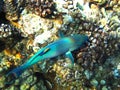 image of fish with shades of blue in coral reef in the sea