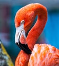 A beautiful image of a Flamingo with a great loopy S curve.