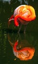 A beautiful image of a Flamingo with a great reflection in the water.