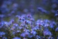 Beautiful image of forget-me-not Myosotis Scorpioides phlox flow Royalty Free Stock Photo