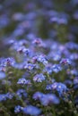 Beautiful image of forget-me-not Myosotis Scorpioides phlox flow Royalty Free Stock Photo