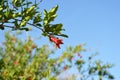 A beautiful image of a fresh and shiny pomegranate growing among the leafy branches of a pomegranate tree