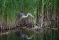 Beautiful image of Grey Heron Ardea Cinerea searching for food in reeds of wetlands landscape in Spring