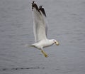 Beautiful image with the gull flying from the water with food Royalty Free Stock Photo